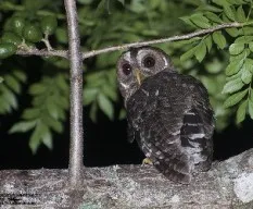 Ciccaba virgata