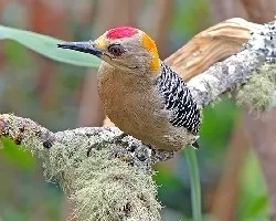 Melanerpes hoffmannii