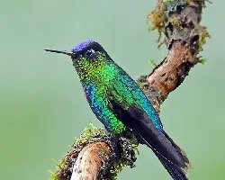 Panterpe insignis