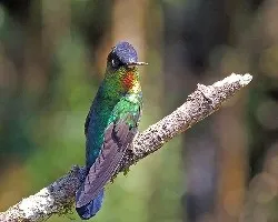 Panterpe insignis
