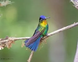 Panterpe insignis