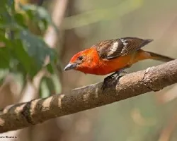 Piranga bidentata