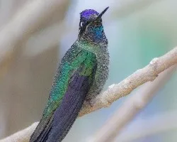 Eugenes fulgens