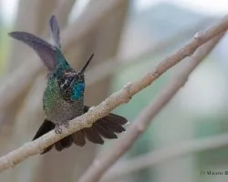 Eugenes fulgens