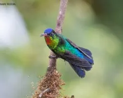 Panterpe insignis