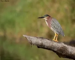 Butorides virescens