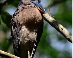 Cochlearius cochlearia