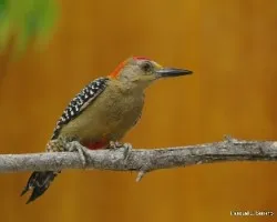 Melanerpes rubricapilus