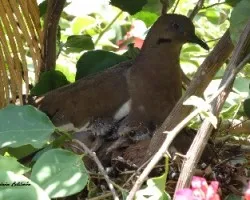 Zenaida asiatica