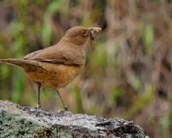 Turdus grayi