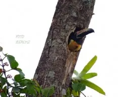 Pteroglossus torquatus