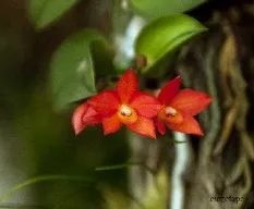 Sophronitis cernua