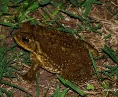 Sapo