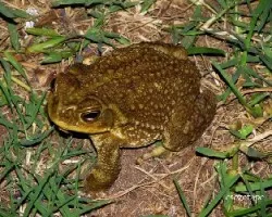 Sapo