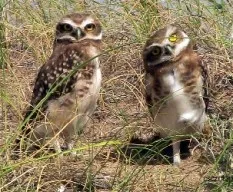 Athene cunicularia