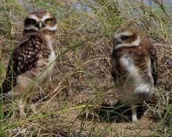 Athene cunicularia