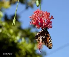 Mariposa colgante