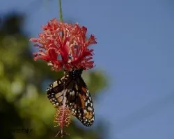 Mariposa colgante
