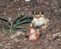 Sapo