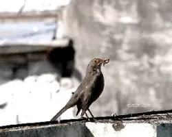 Turdus rufiventris