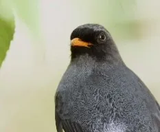Myadestes melanops