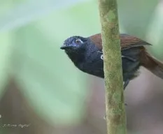 Myrmeciza exsul
