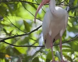 Eudocimus albus