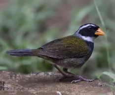 Arremon aurantiirostris