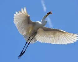 La pescadora