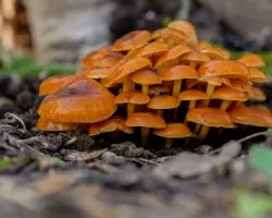 Flamulina velutipes