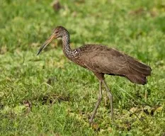 Aramus guarauna