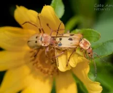 Insectos