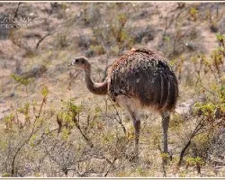 Rhea pennata