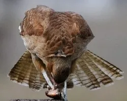 Milvago chimango
