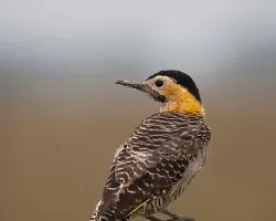 Colaptes campestris