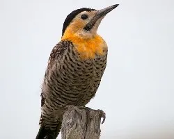 Colaptes campestris