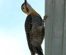 Colaptes campestris