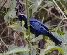 Cyanolyca cucullata