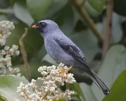 Myadestes melanops