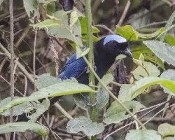 Cyanolyca cucullata