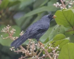 Myadestes melanops