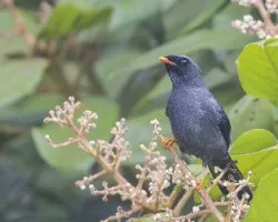 Myadestes melanops
