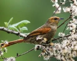 Cranioleuca erythrops