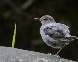 Cinclus mexicanus