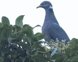 Patagioenas fasciata