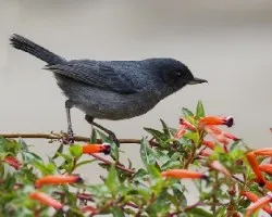 Diglossa plumbea