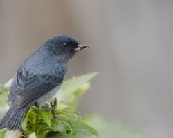 Diglossa plumbea