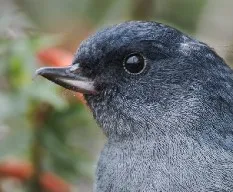 Diglossa plumbea
