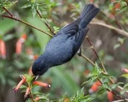 Diglossa plumbea