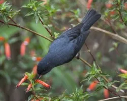 Diglossa plumbea